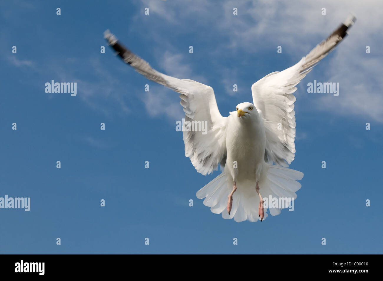 weniger schwarz-unterstützte Möve Larus Fuscus Vogel Seevogel, Wadden Meer Norddeutschland Stockfoto