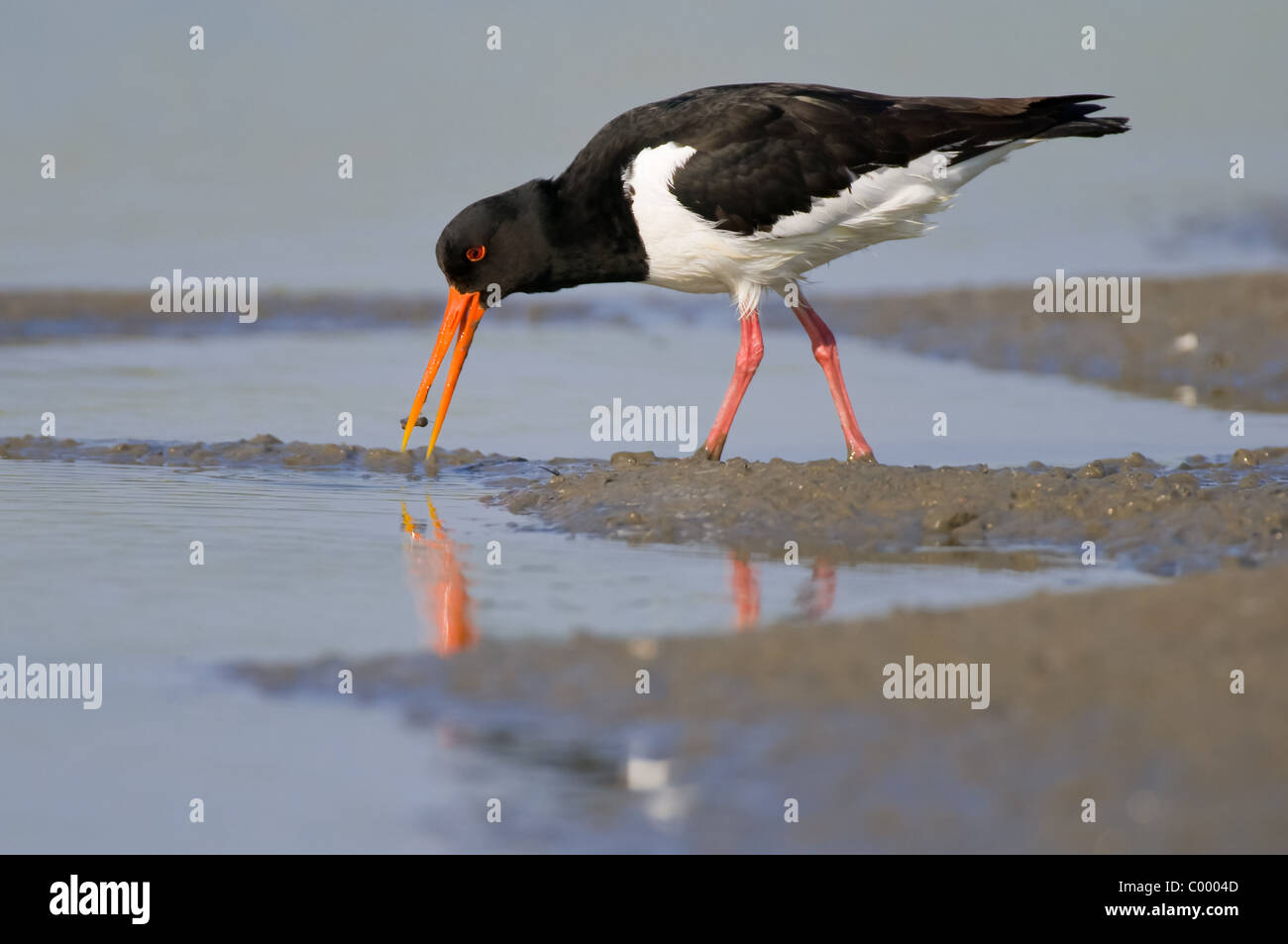 Eurasischen Austernfischer Haematopus Ostralegus Vogel, Wattenmeer, Norddeutschland Stockfoto