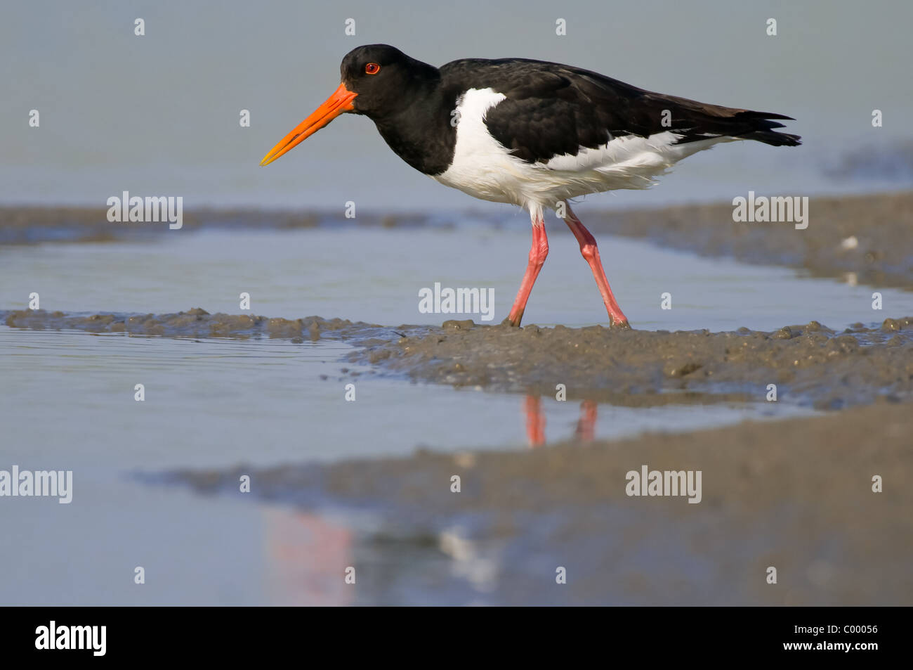Eurasischen Austernfischer Haematopus Ostralegus Vogel, Wattenmeer, Norddeutschland Stockfoto