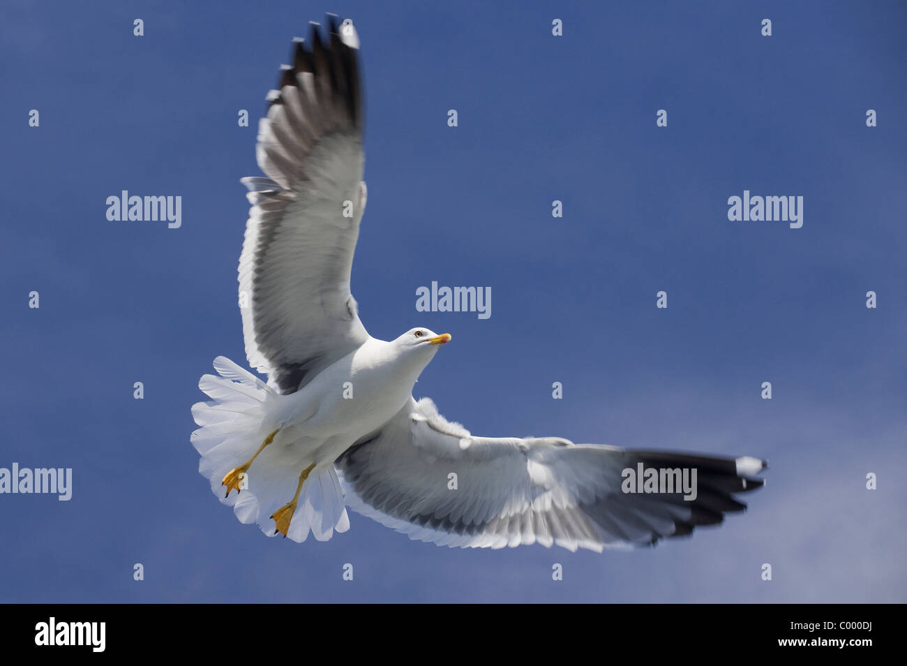 fliegen weniger schwarz-unterstützte Möve [Larus Fuscus] an der deutschen Ostsee, Insel Rügen Stockfoto