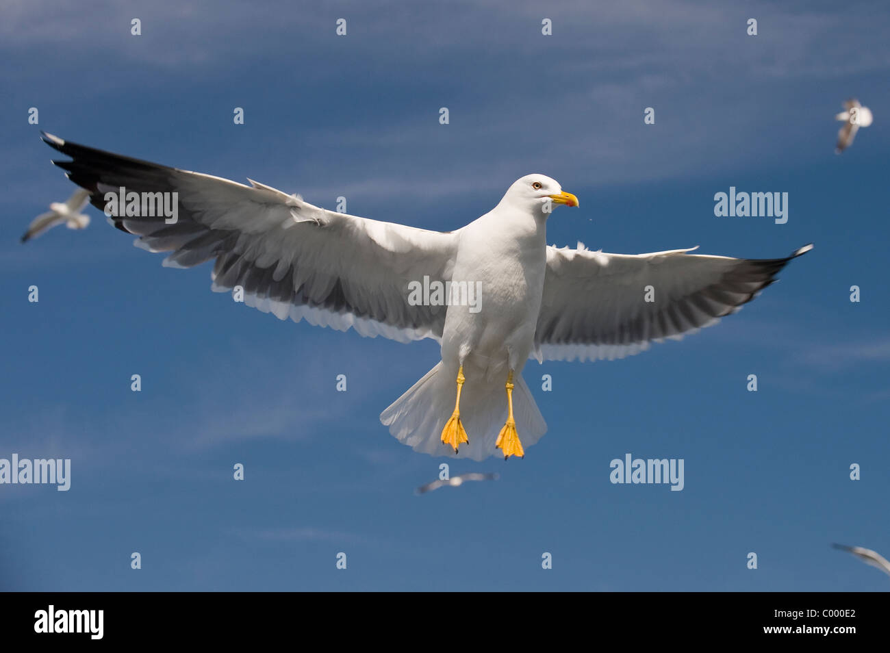 fliegen weniger schwarz-unterstützte Möve [Larus Fuscus] an der deutschen Ostsee, Insel Rügen Stockfoto