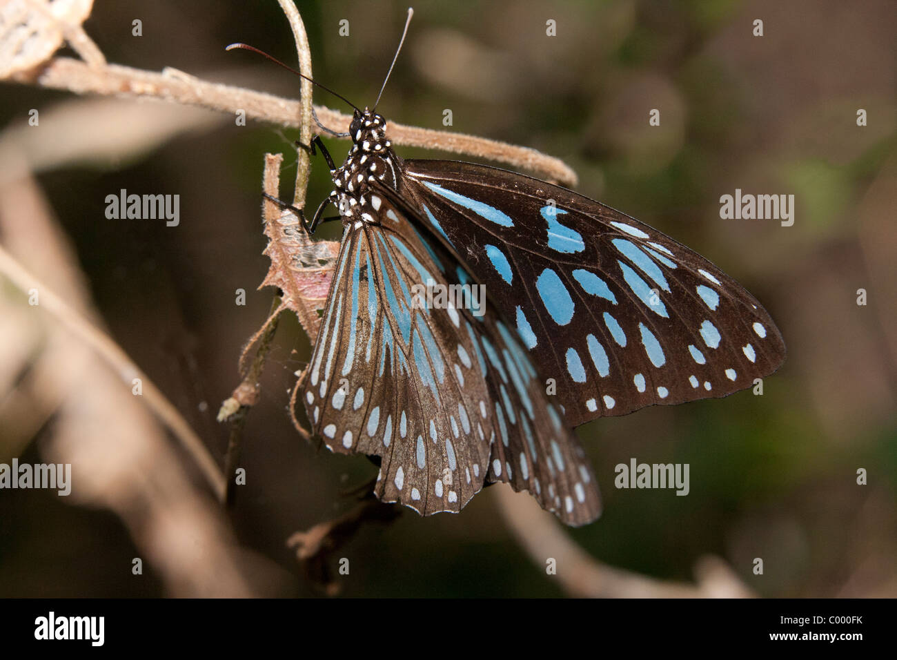 Blaue Tiger Schmetterling (Tirumala Hamata) am Zweig in Butterfly Sanctuary, Magnetic Island, Townsville, Queensland, Australien. Stockfoto
