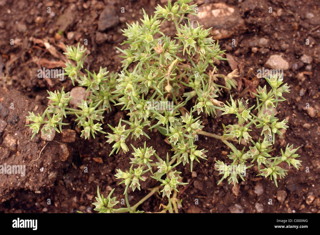 Jährliche Knawel / Deutsch Knöterich / Deutsch Knotgrass (Scleranthus Annuus: Caryophyllaceae) in einem Maisfeld, UK. Seltene Stockfoto