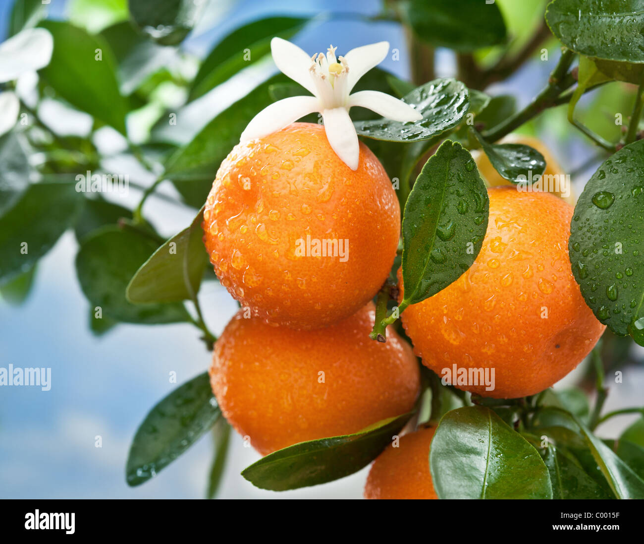 Reife Mandarinen auf einem Ast. Blauen Himmel im Hintergrund. Stockfoto