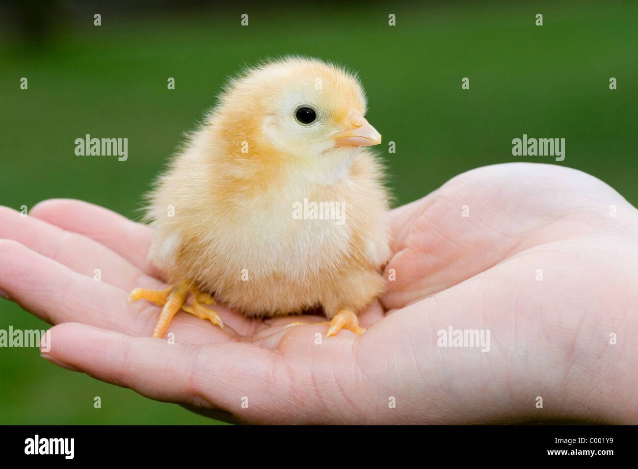 New Hampshire Huhn - Küken auf Seite Stockfoto
