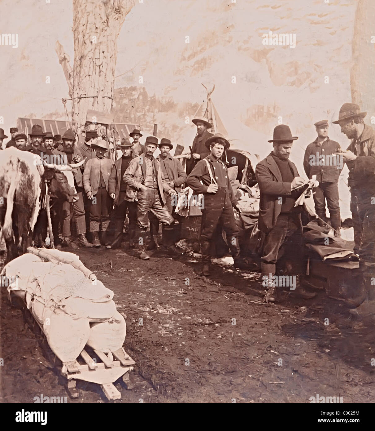 Big Tree Store Schafe Camp Gold Rush Alaska USA 1899 Stockfoto