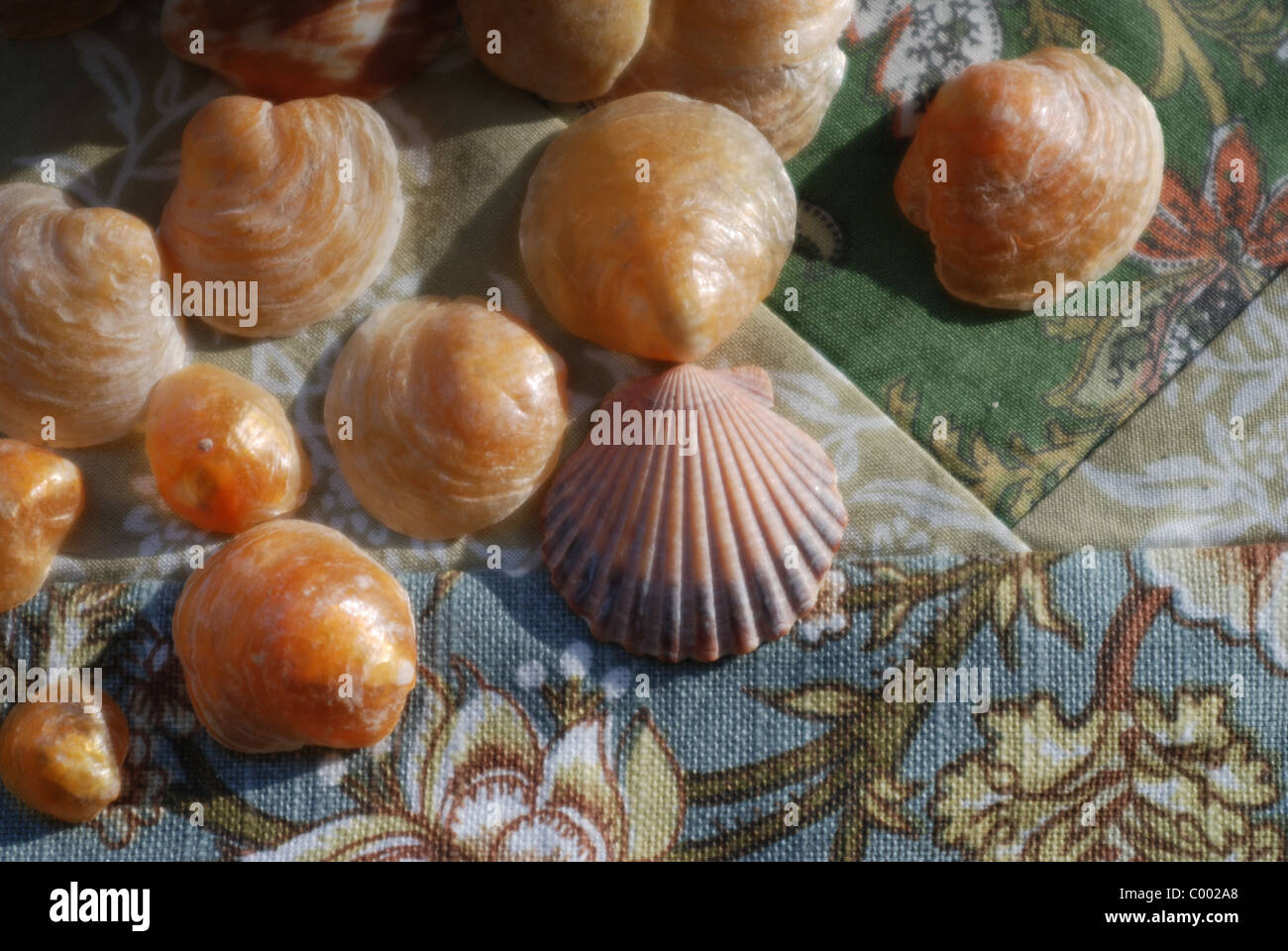 Nahaufnahme der einige Muscheln auf einer Tischdecke. Stockfoto