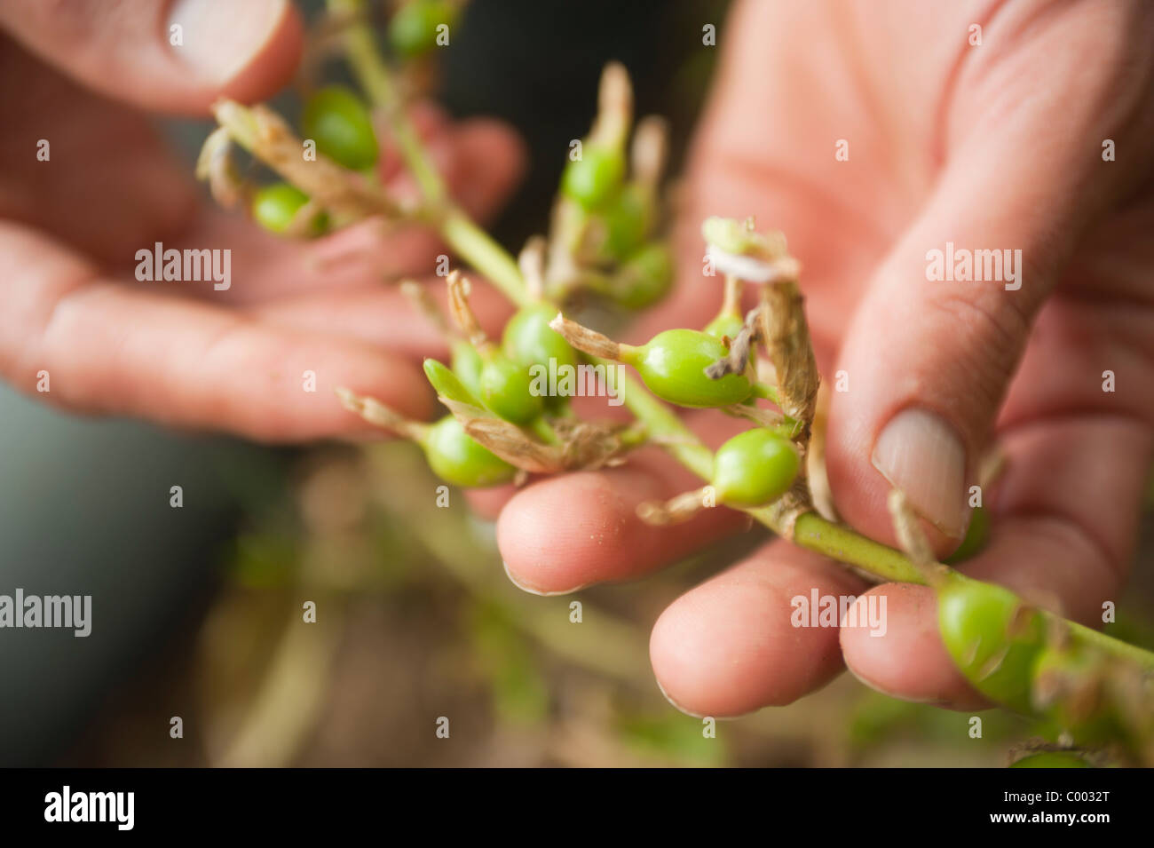 Grüner Kardamom oder Elettaria Pflanze vor Hülsen wachsen auf einem Bauernhof in Honduras, Mittelamerika von hand geerntet werden. Stockfoto