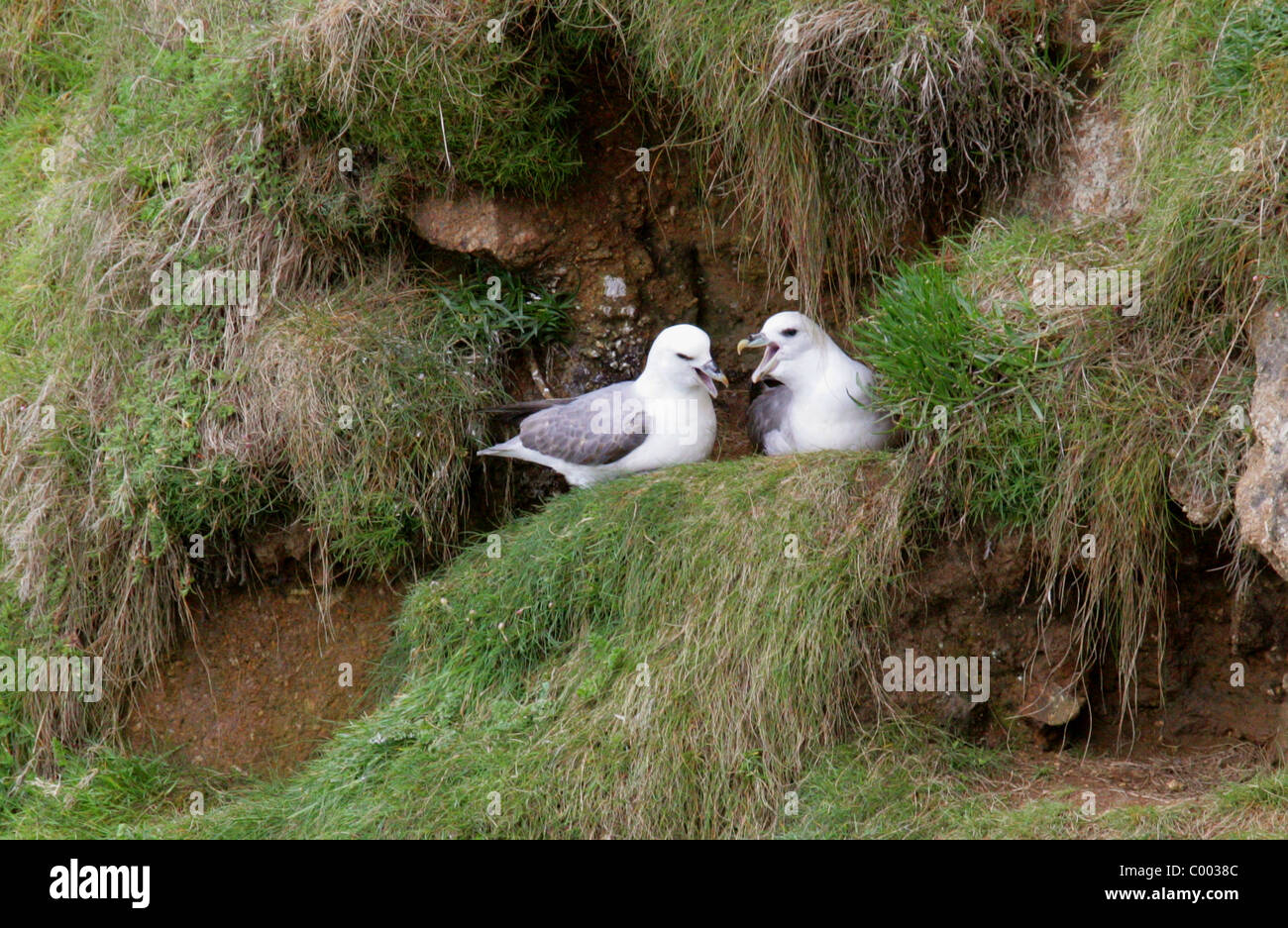 Nördlichen Fulmar, Fulmarus Cyclopoida, Procellariidae, Procellariiformes. Erbrechend Nahrung für Mate auf dem Nest sitzen. Stockfoto