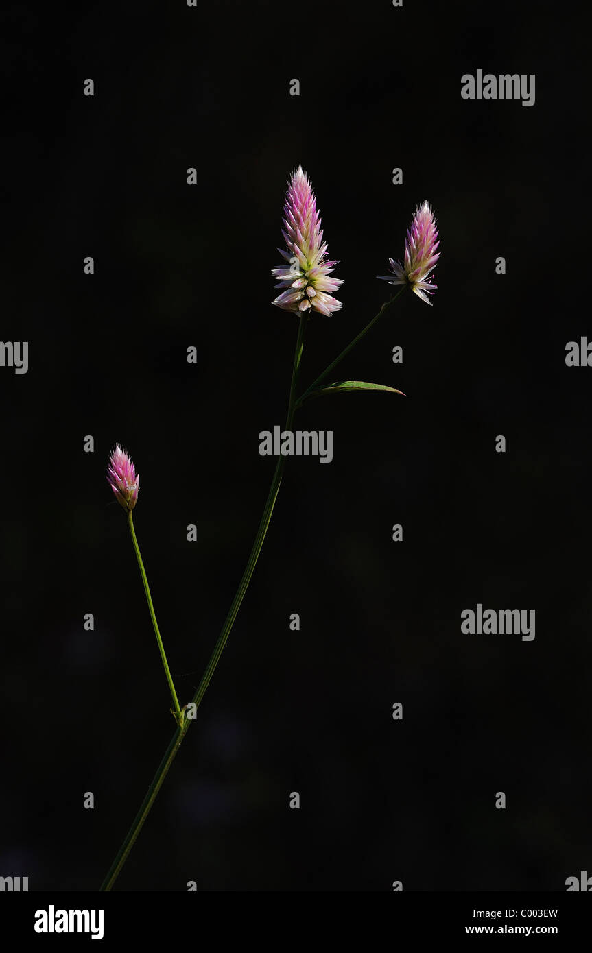 Hinterleuchtete Stickansicht eines Trios von Blumen Stockfoto