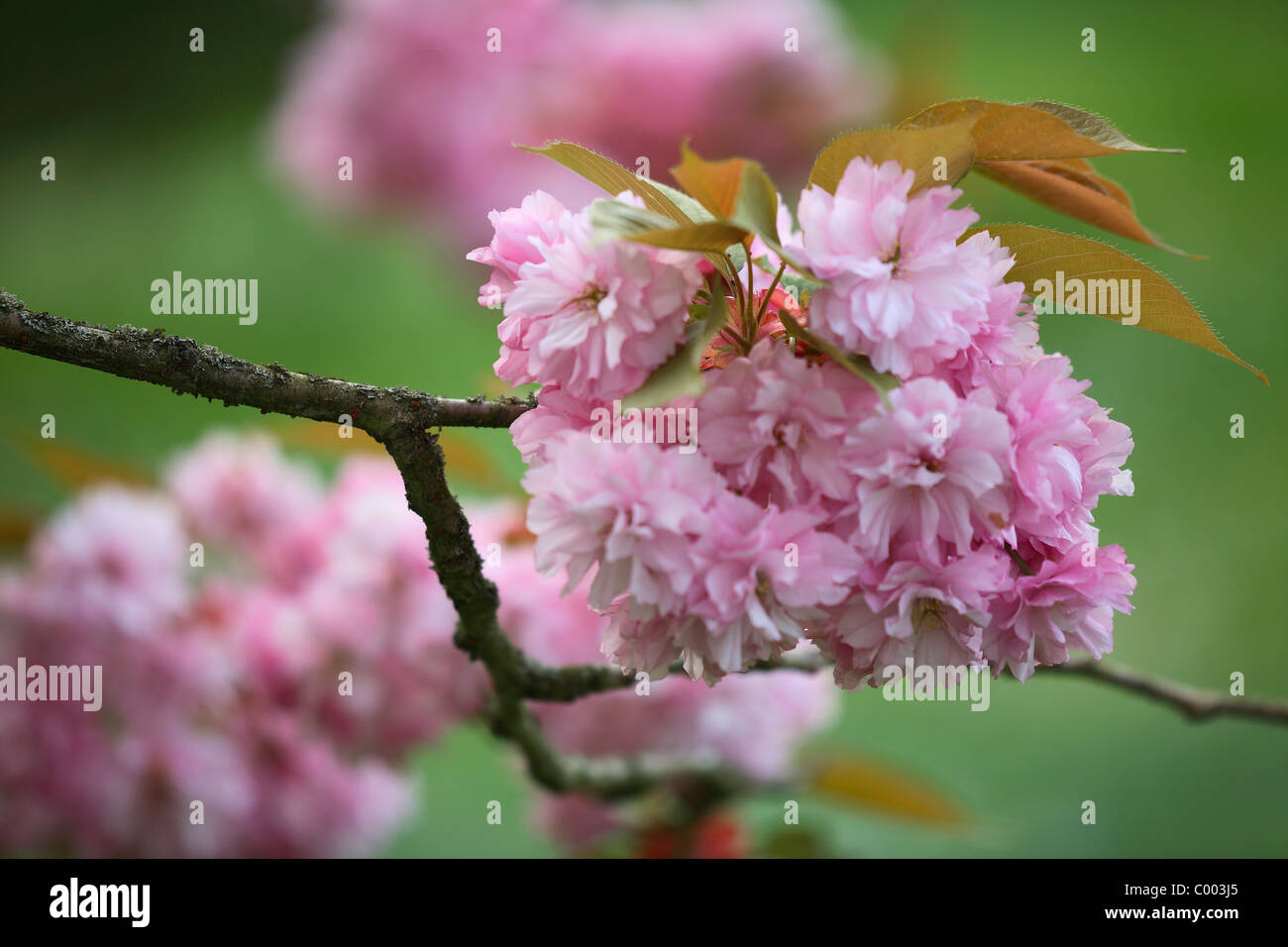 Prunus Subhirtella Erblüh blühen Stockfoto