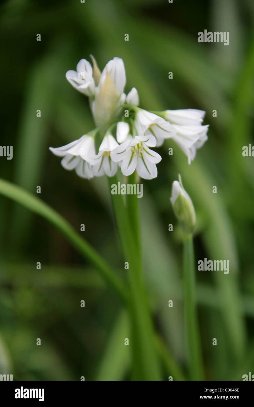Dreieckigen Lauch, abgewinkelt, Zwiebel, Zwiebel Unkraut oder Three-cornered Knoblauch, Allium Triquetrum Affodillgewächse. Cornwall, England, UK. Stockfoto
