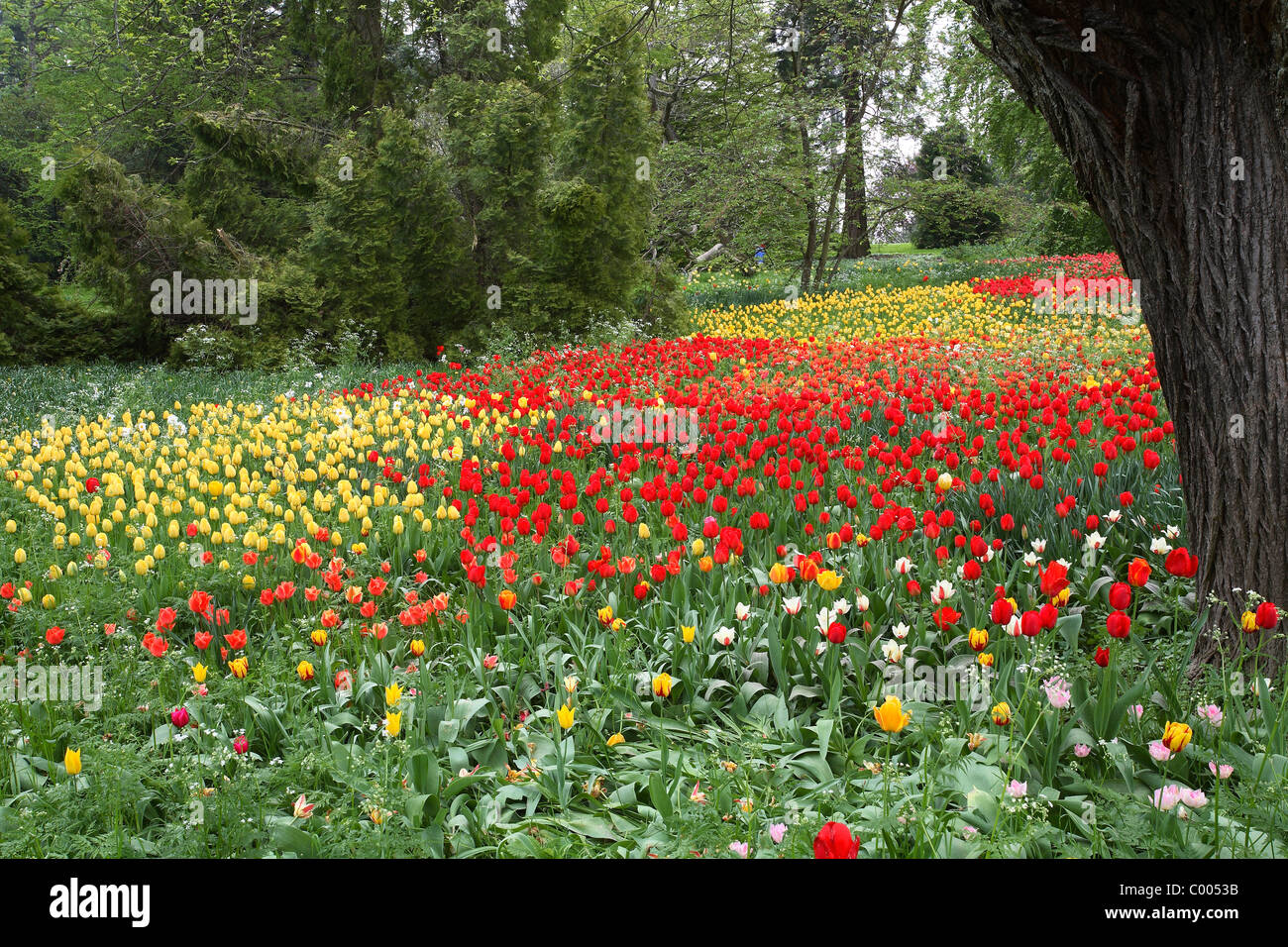 Tulipa-Hybriden, Feld, Tulipa, Tulpen, Tulpen, Feld, Insel Mainau, Insel, Deutschland, Deutschland Stockfoto