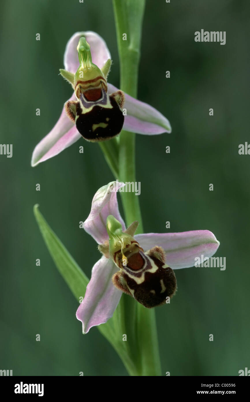 Bienenökologie-Ragwurz, Ophrys Apifera, Biene Orchidee, Alpillen, Suedfrankreich, Südfrankreich Stockfoto