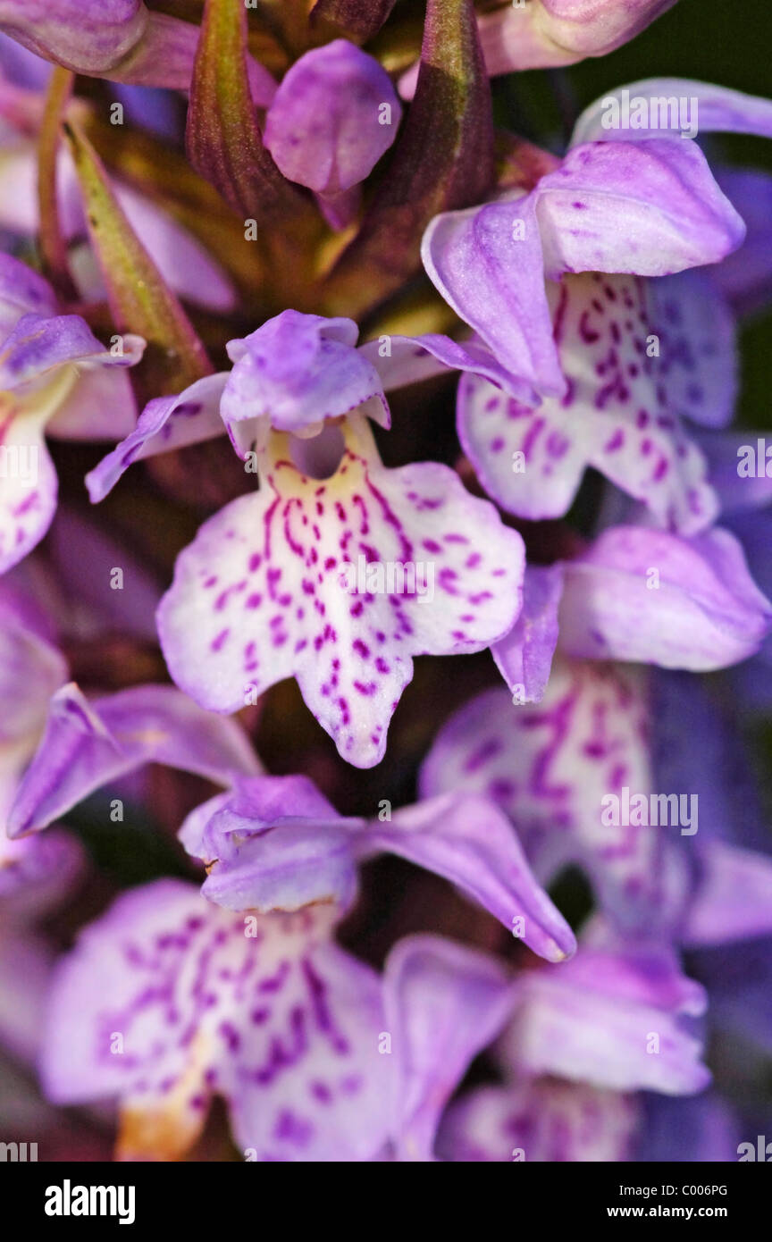 Fuchsknabenkraut, Dactylorhiza Fuchsii, Orchis Fuchsii, gemeinsame entdeckt Orchidee, Texel, Holland, Niederlande Stockfoto