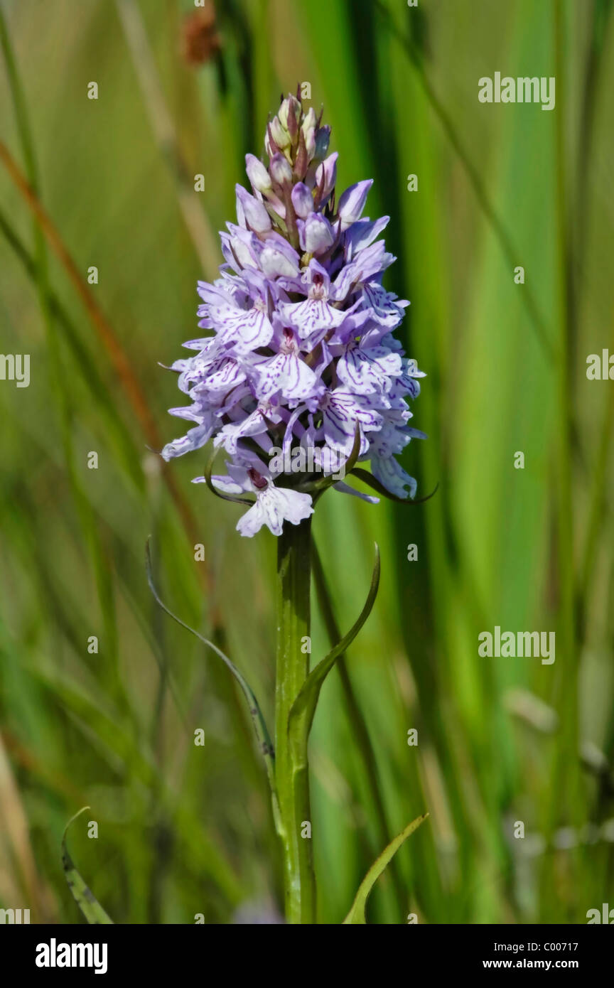 Fuchsknabenkraut, Dactylorhiza Fuchsii, Orchis Fuchsii, gemeinsame entdeckt Orchidee, Texel, Holland, Niederlande Stockfoto