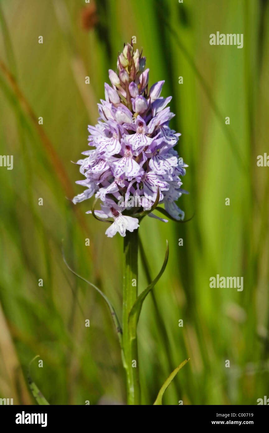 Fuchsknabenkraut, Dactylorhiza Fuchsii, Orchis Fuchsii, gemeinsame entdeckt Orchidee, Texel, Holland, Niederlande Stockfoto