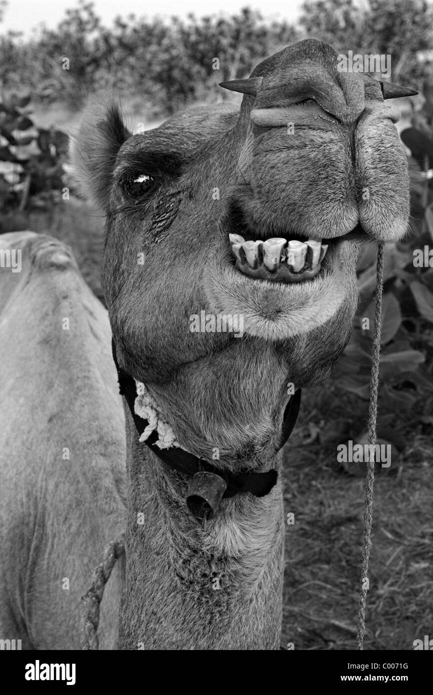 Kamel zeigt Zähne während in sitzender Position, Thar-Wüste, Staat Rajasthan, Indien Stockfoto