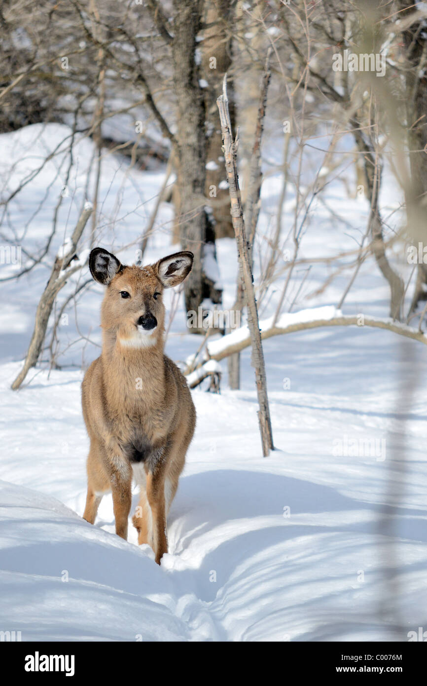 Whitetail Deer Jährling stehen in den Wäldern im Winter. Stockfoto