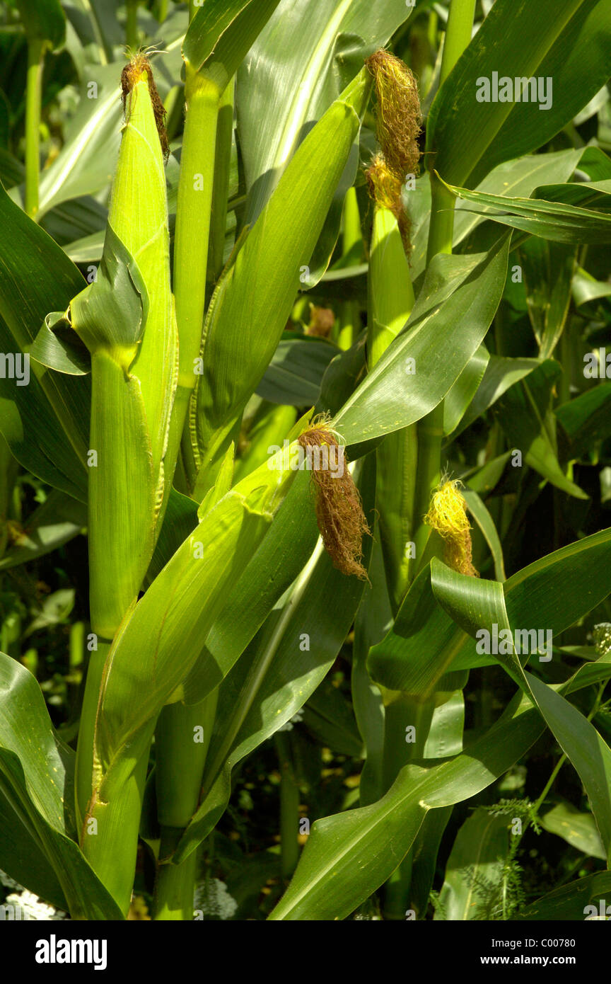 Highlight, Feld, Zea Mays, Maiskolben, Feld, Baden-Württemberg, Deutschland, Deutschland Stockfoto