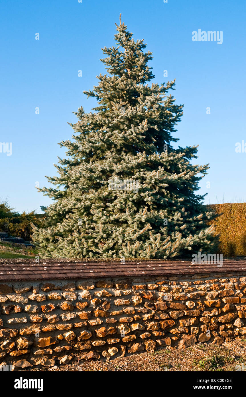 Tanne und zufällige Stein Gartenmauer - Frankreich. Stockfoto