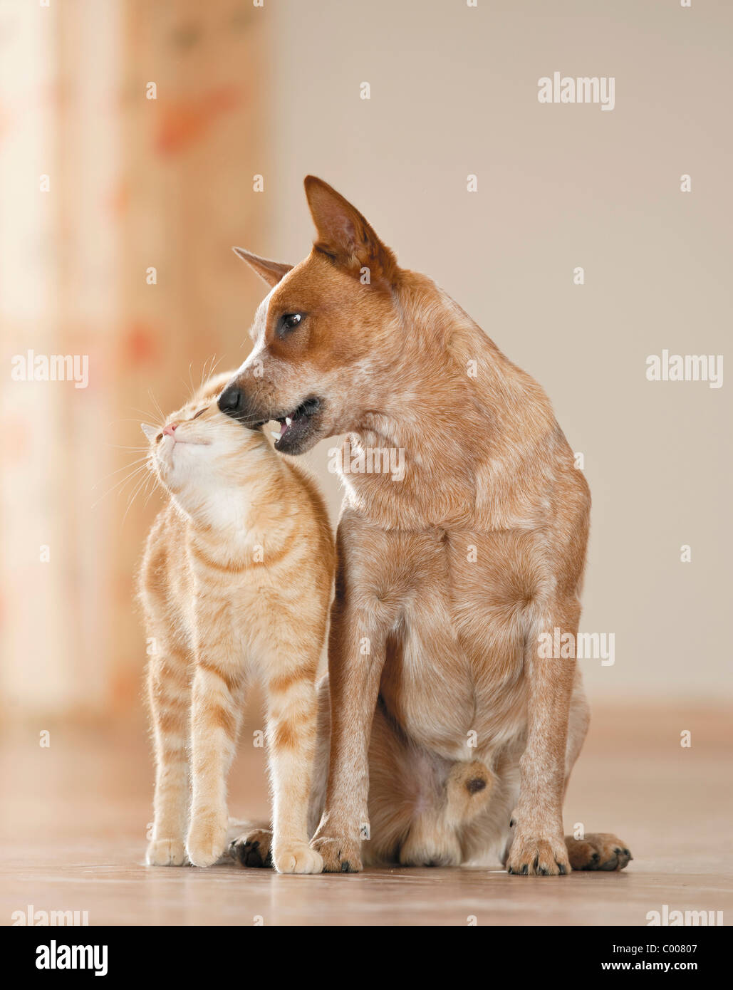 tierische Freundschaft: Hauskatze und Australian Cattle Dog Stockfoto