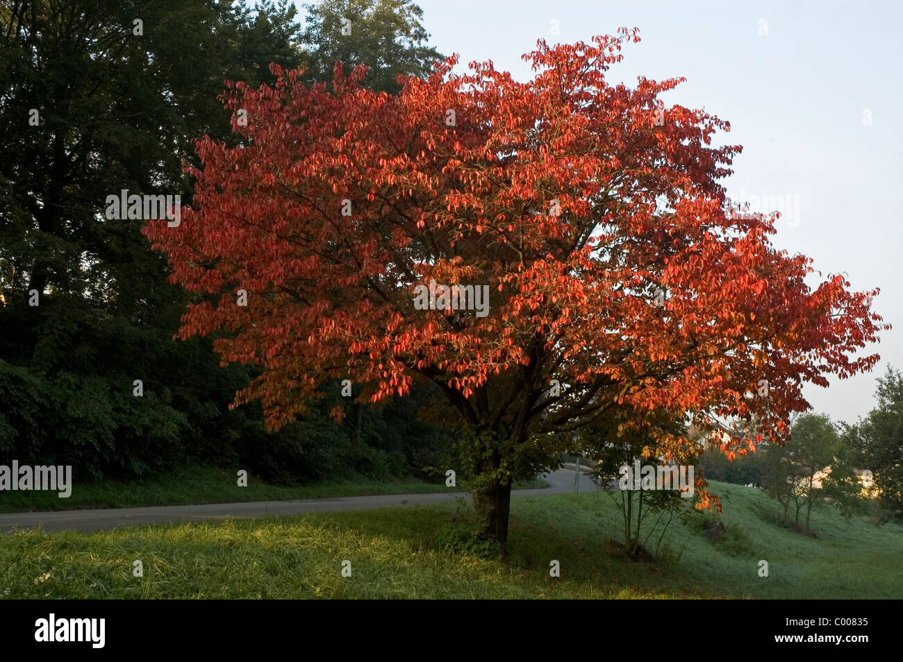 Vogel-ueberzeugt, Suess-ueberzeugt, Herbst, Prunus Avium, Wildkirsche, Herbst, Ostalbkreis, Deutschland, Deutschland Stockfoto