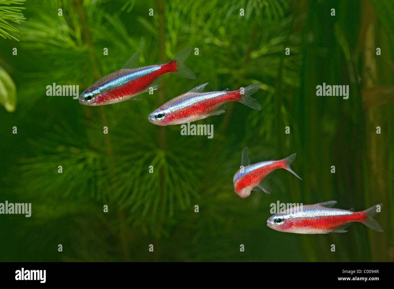 Cardinal Tetra (Paracheirodon Axelrodi) kleine Untiefe von Unkraut Stockfoto