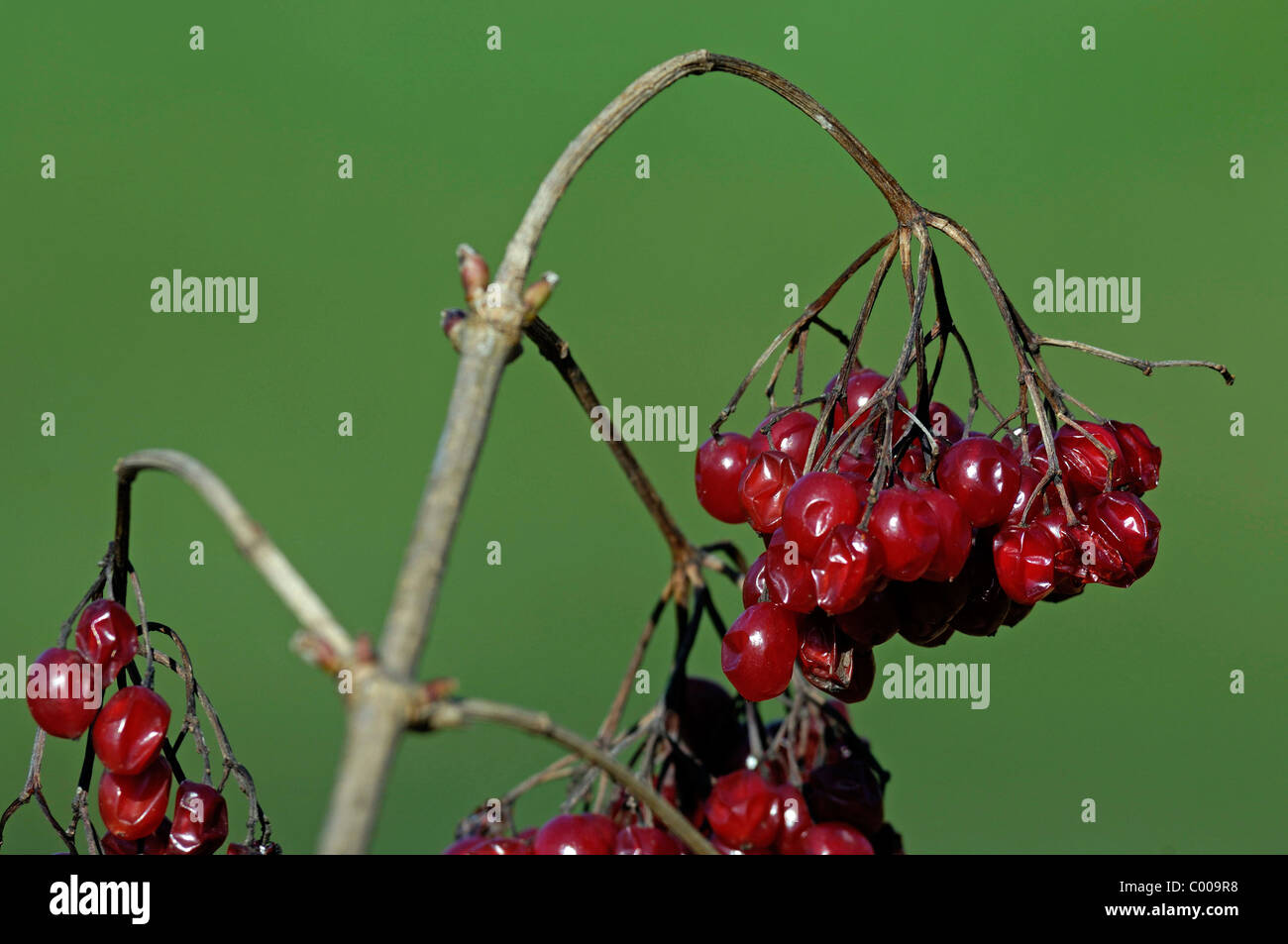 Gemeiner Schneeball, Beeren, Viburnum Opulus, gemeinsame Schneeball, Beeren, Baden-Württemberg, Deutschland, Deutschland Stockfoto