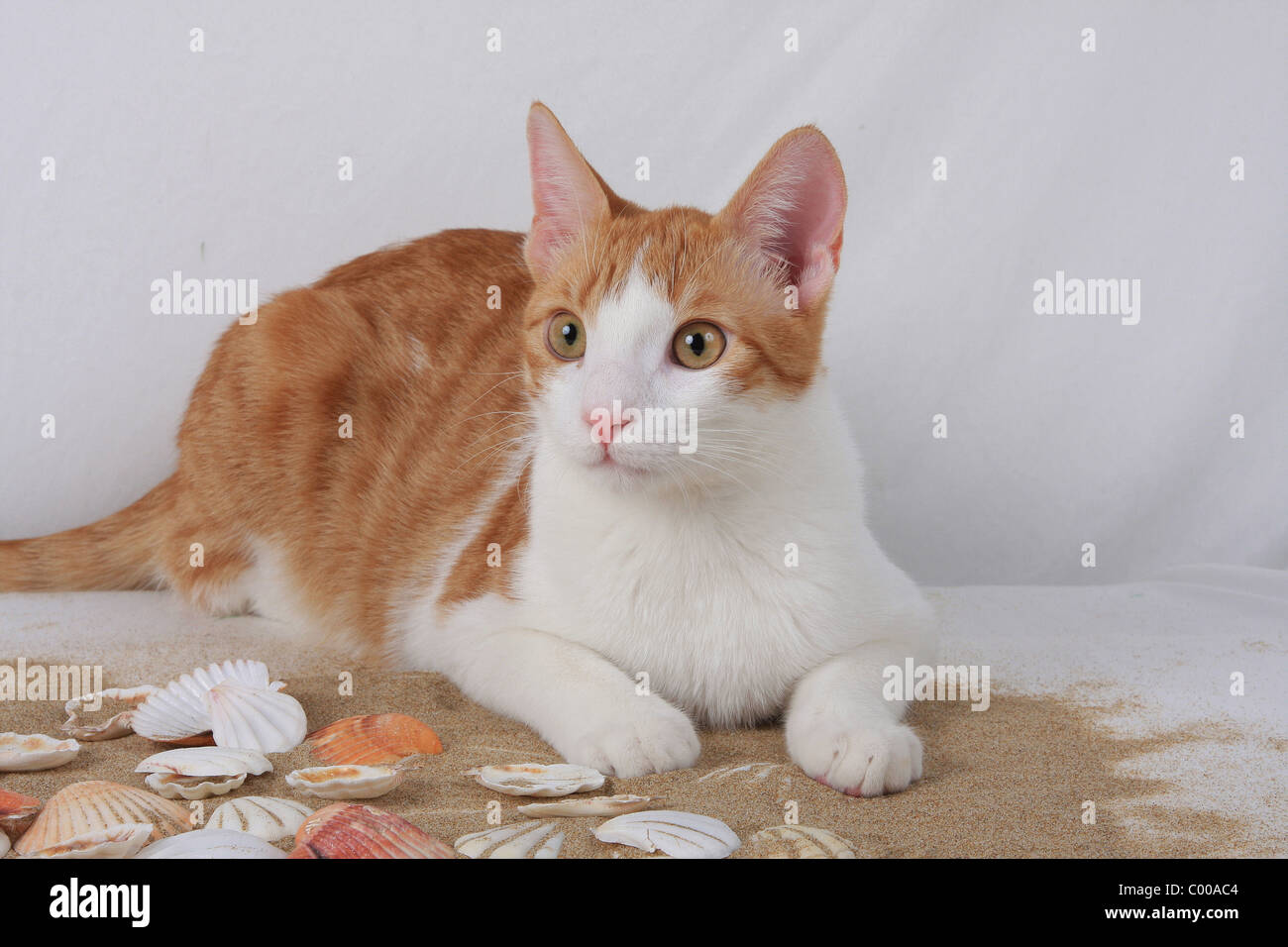 Hauskatze, Mit Sommerlicher Dekoration, Felis Silvestris Forma Catus, Domestic-Katze, mit sommerlichen Dekoration Stockfoto