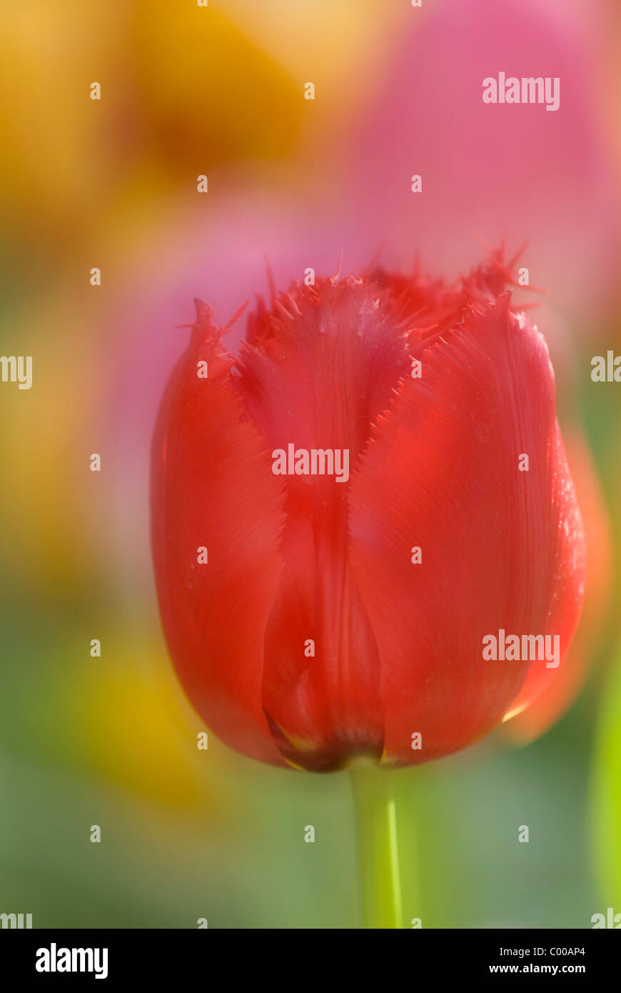 Gefranste Tulpe, Tulipa spec, Red Wing Stockfoto