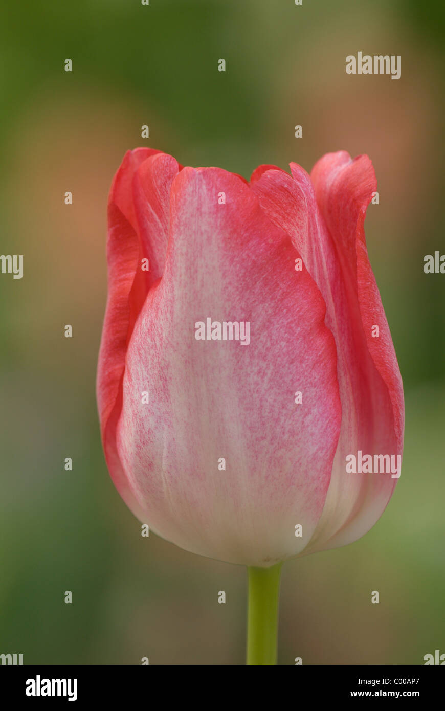 Tulpe, Tulipa spec, Tulpen, Zuechtung, Belastung, Vielfalt Stockfoto