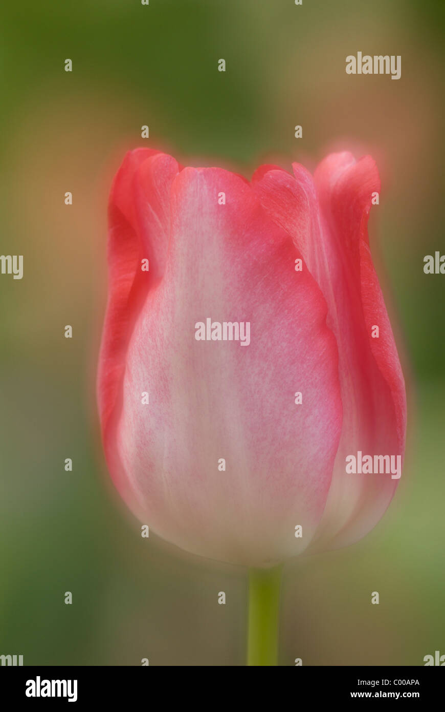 Tulpe, Tulipa spec, Tulpen, Zuechtung, Belastung, Vielfalt Stockfoto