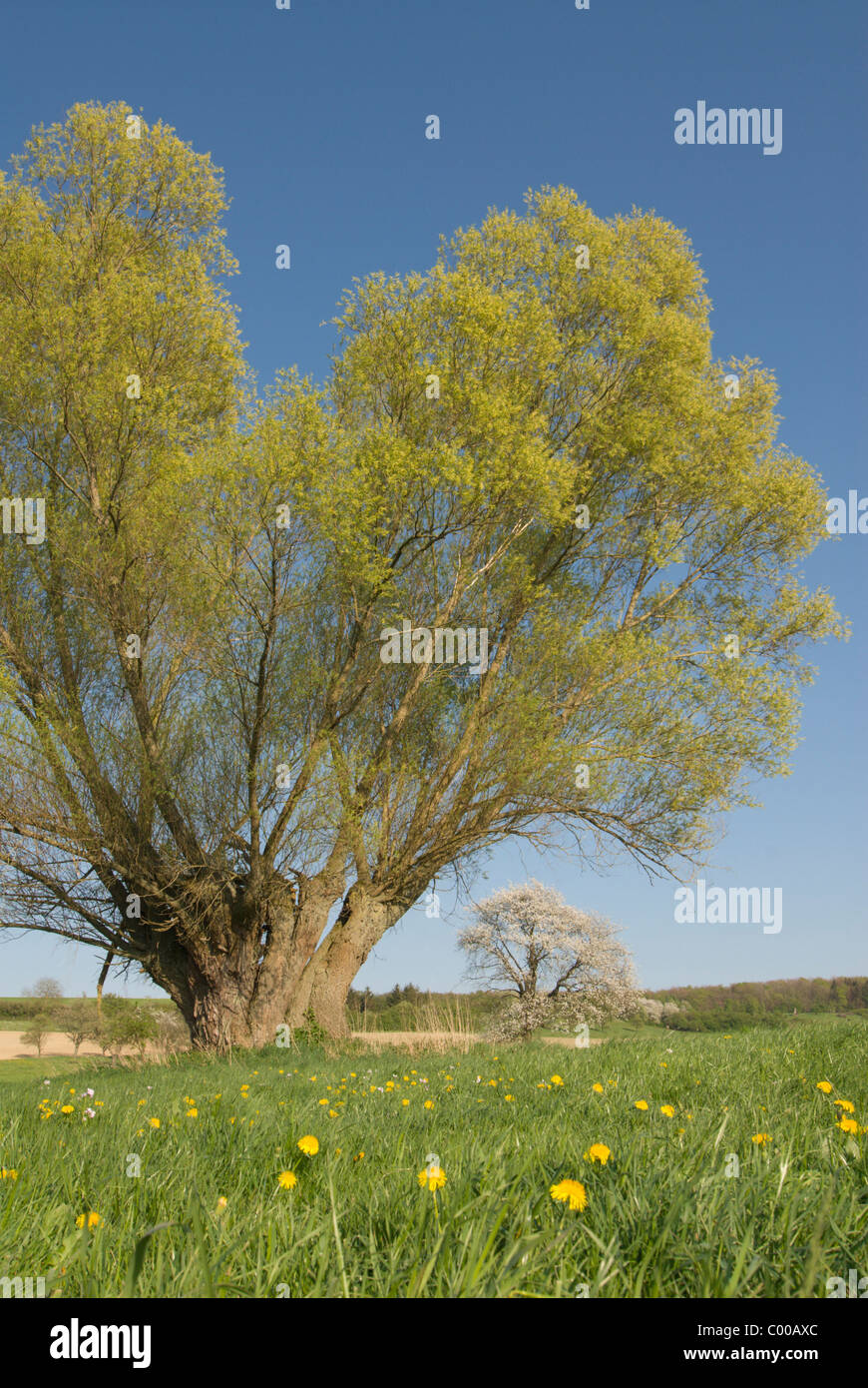 Salix Salix Alba Sallows Silber-Weide Stockfoto