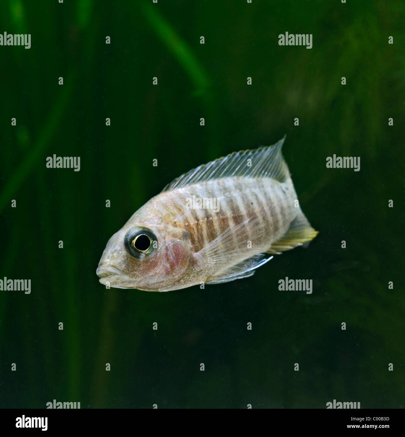 Rubinrot Pfau Mbunas sp Seitenansicht tropischen Süßwasser Malawisee Stockfoto