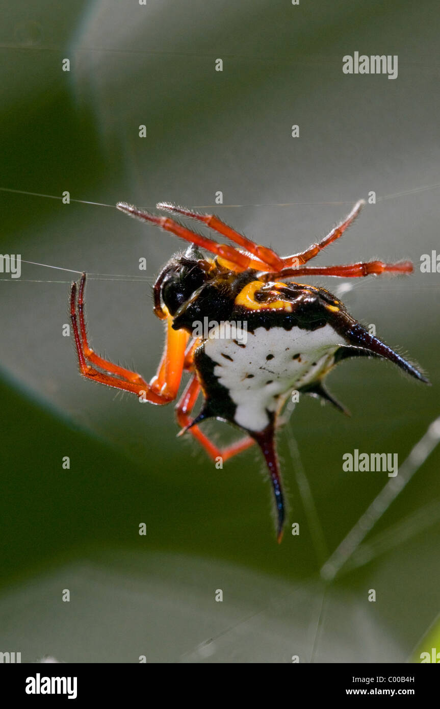 Spinne Im Netz, Spinne im Netz, Sulawesi, Indonesien, Indonesien Stockfoto