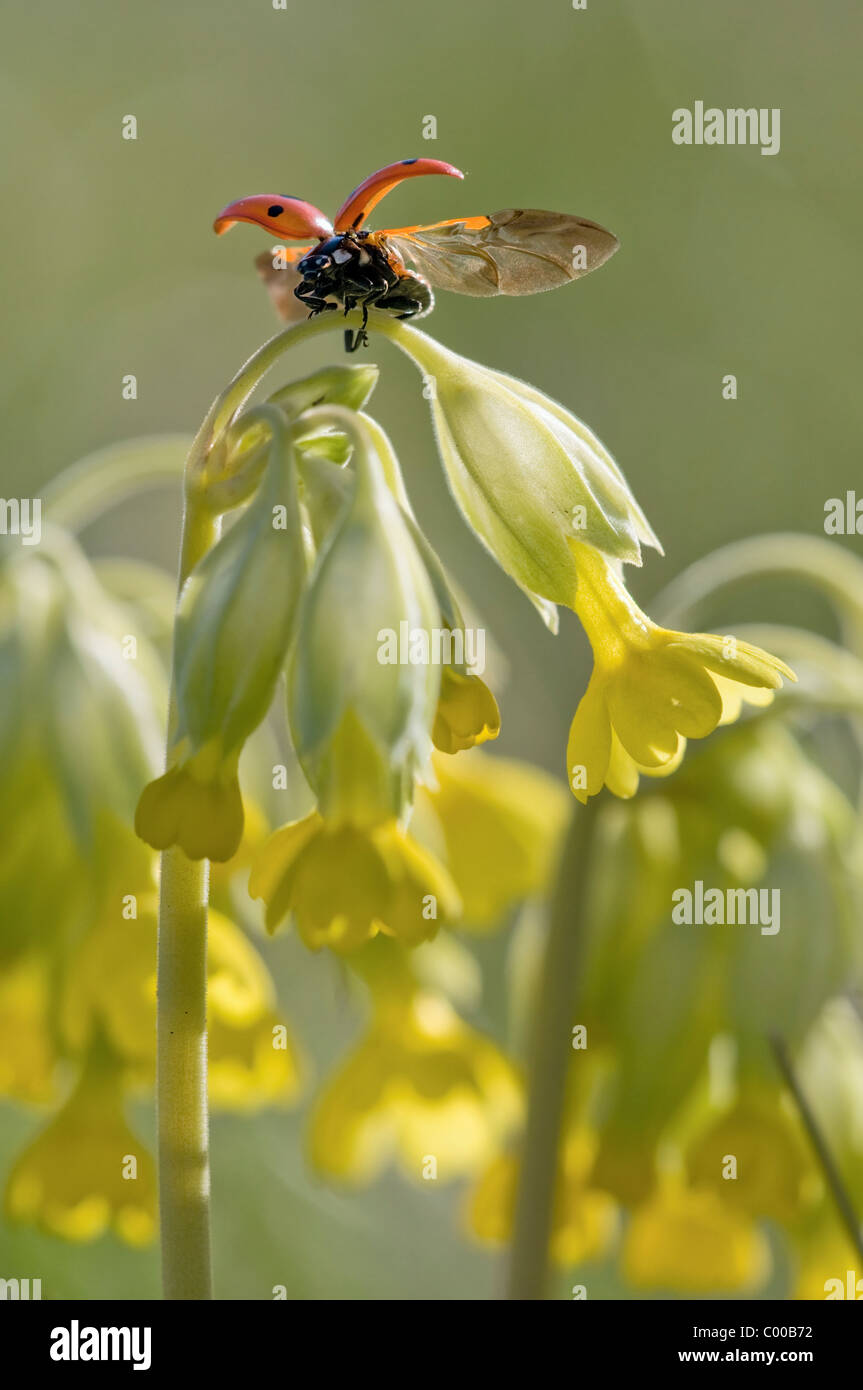 Marienkäfer Stockfoto