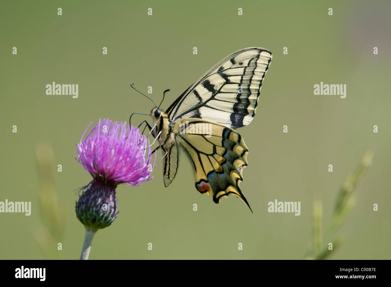 Schwalbenschwanz, Auf Einer Distel, Papilio Machaon, gemeinsame gelbe Schwalbenschwanz auf Distel, Deutschland, Deutschland Stockfoto