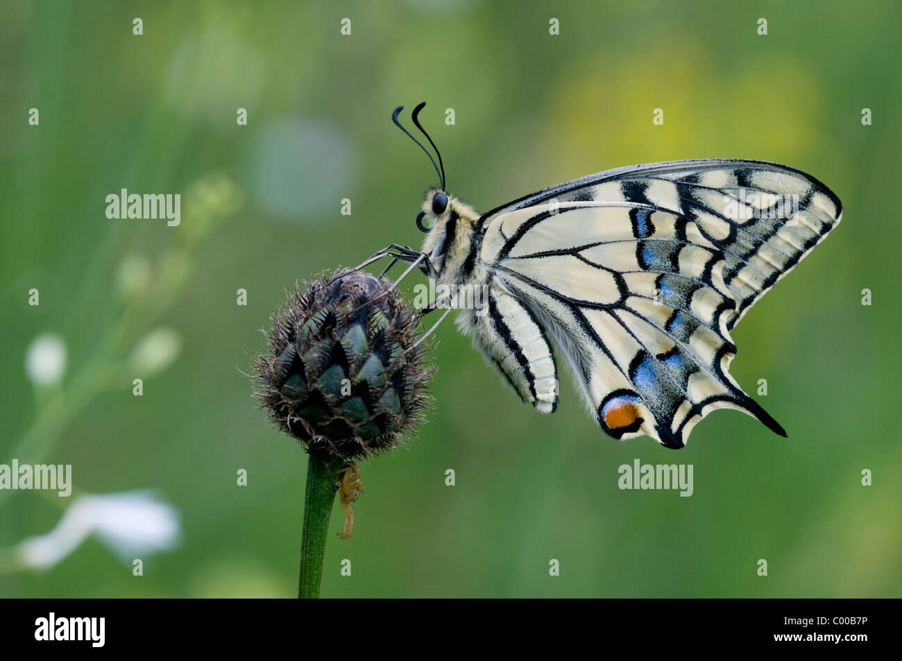 Schwalbenschwanz, Papilio Machaon, gemeinsame gelbe Schwalbenschwanz Stockfoto