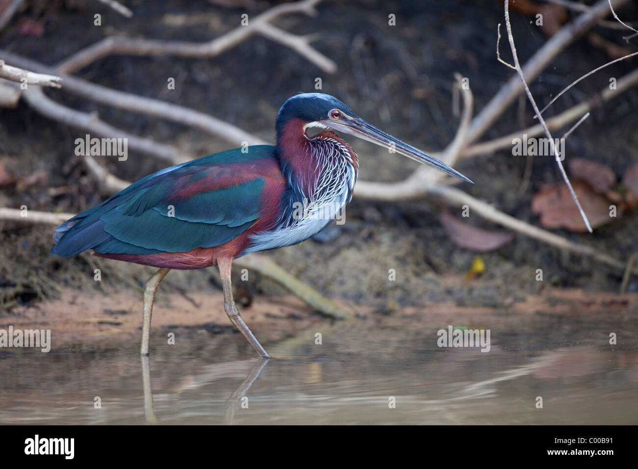 Agami Heron - zu Fuß in Wasser / Agamia Agami Stockfoto