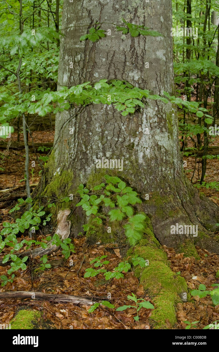 Nationalpark Bayerischer Wald Stockfoto