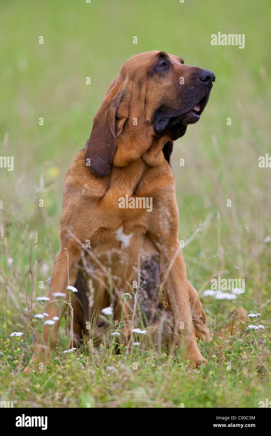 Bluthund Hundesitting - auf Wiese Stockfoto