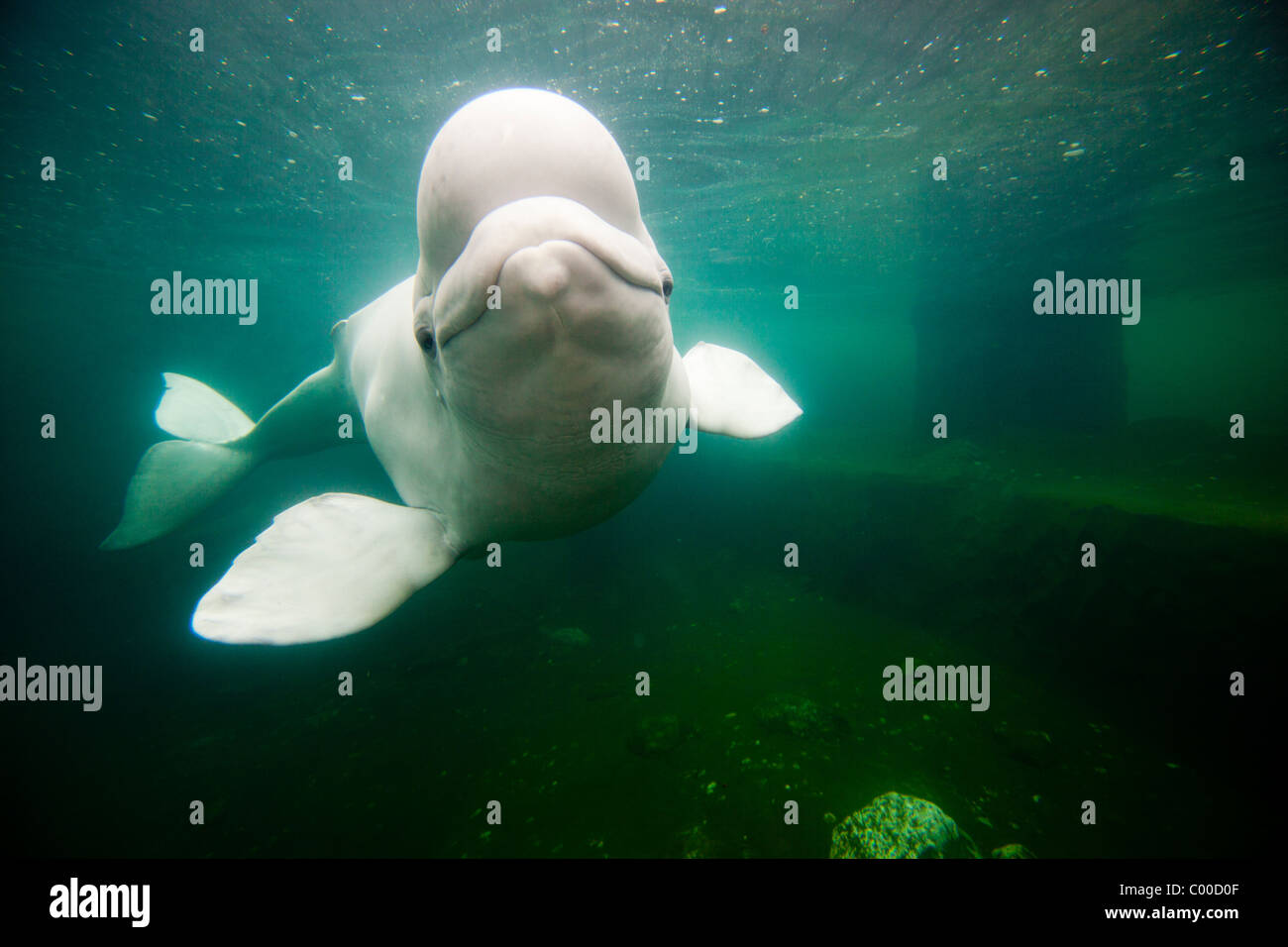 USA, Connecticut, Mystic, Captive Beluga-Wal (Delphinapterus Leucas) schwimmen große Salzwasser-Tank bei Mystic Aquarium Stockfoto