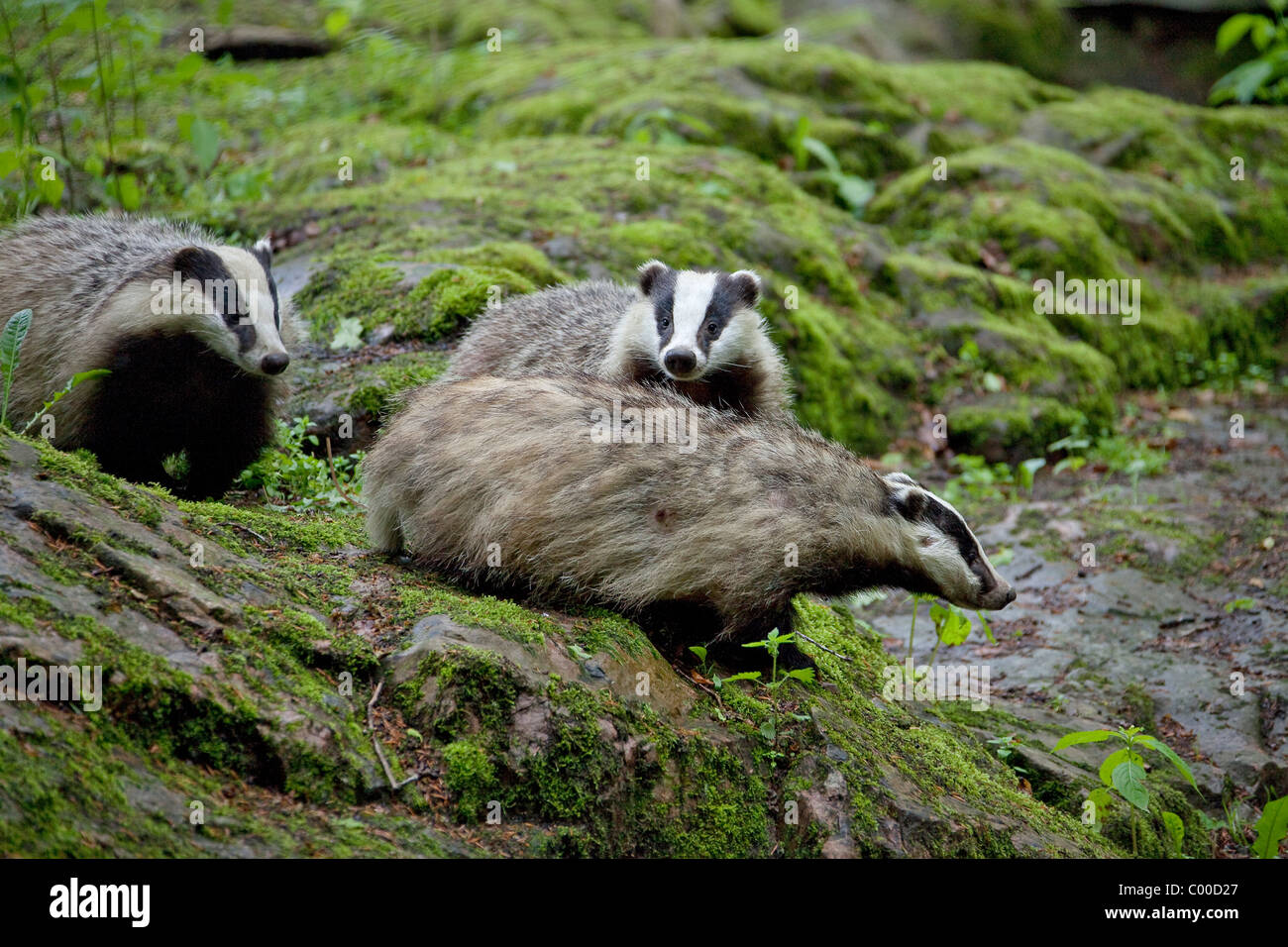 Europäische Dachse / Meles Meles Stockfotografie Alamy