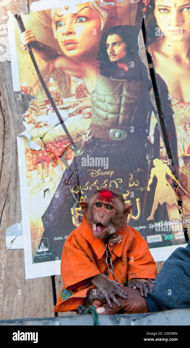 Zahmen Haustier Motorhaube Makaken Affen, verkleidet mit Ohrringen verwendet durch ein Reisender Bettler auf den Straßen von Indien Stockfoto