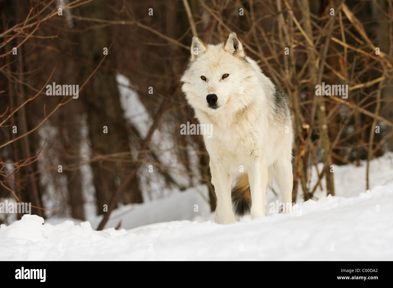 Ein weißer grauer Wolf mit Blick auf einen verschneiten Grat wacht über sein Rudel Stockfoto