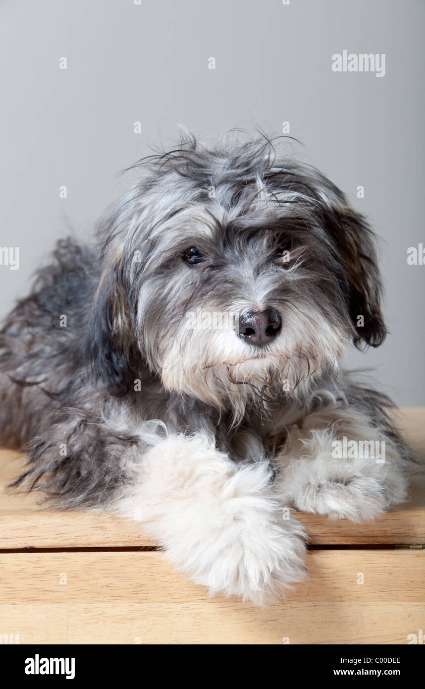 Ein Studioportrait ein grauer zottigen Hund auf einem Leuchttisch