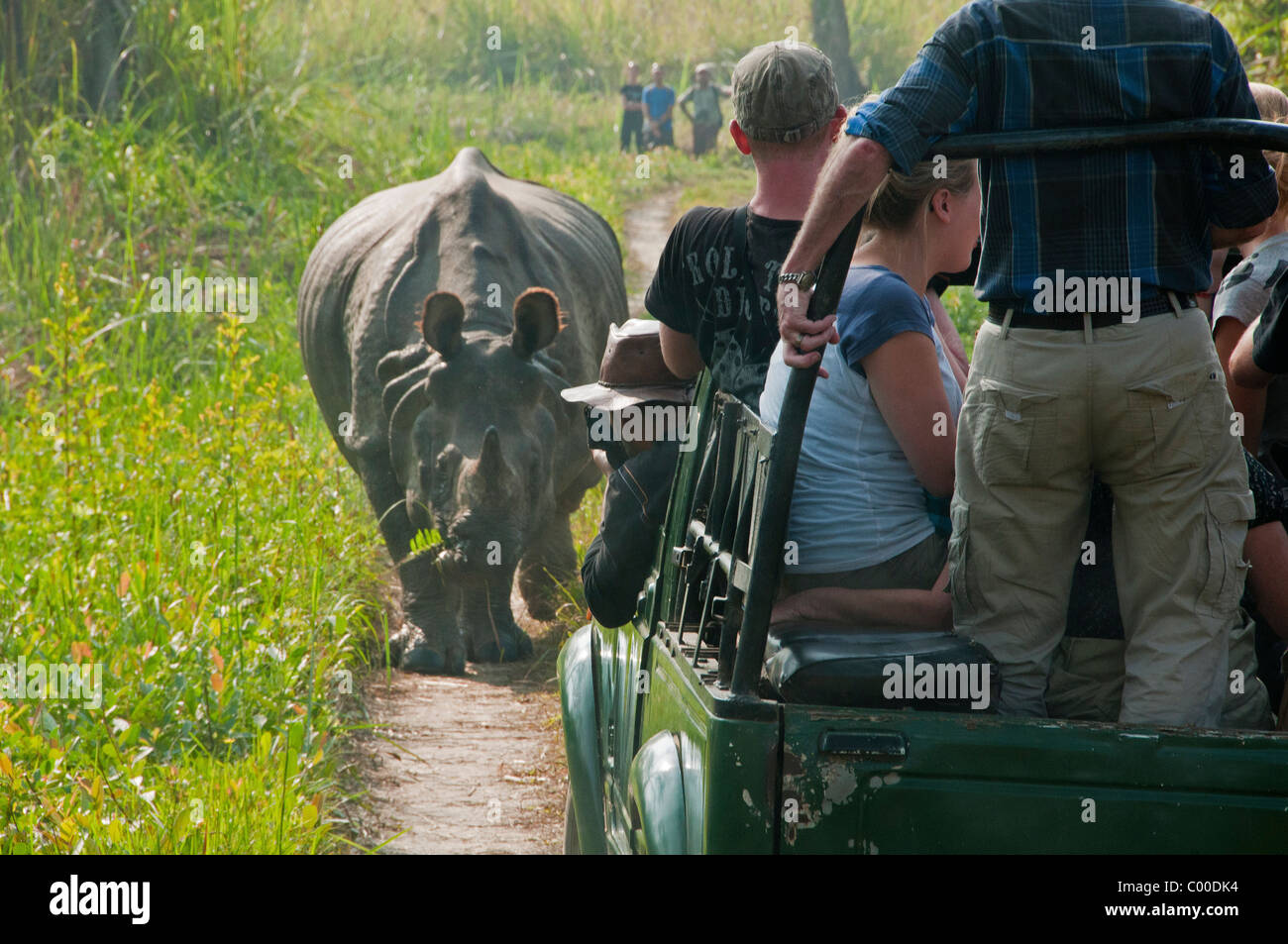 Touristen, die gerade einen gehörnten asiatischen Nashörner in Chitwan Nationalpark, Nepal Stockfoto