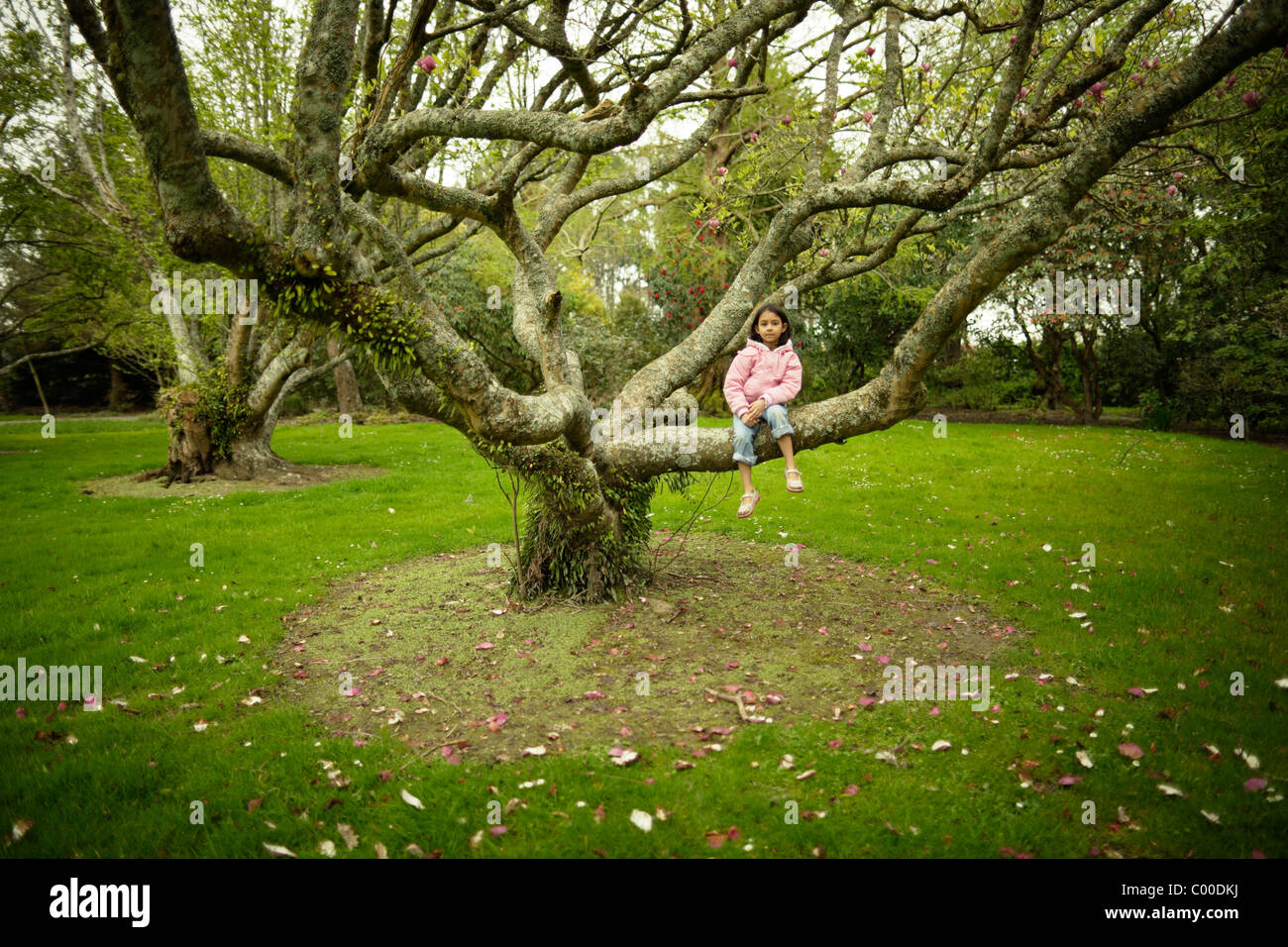 Mädchen sitzt auf dem Baum im Park, Neuseeland Stockfoto