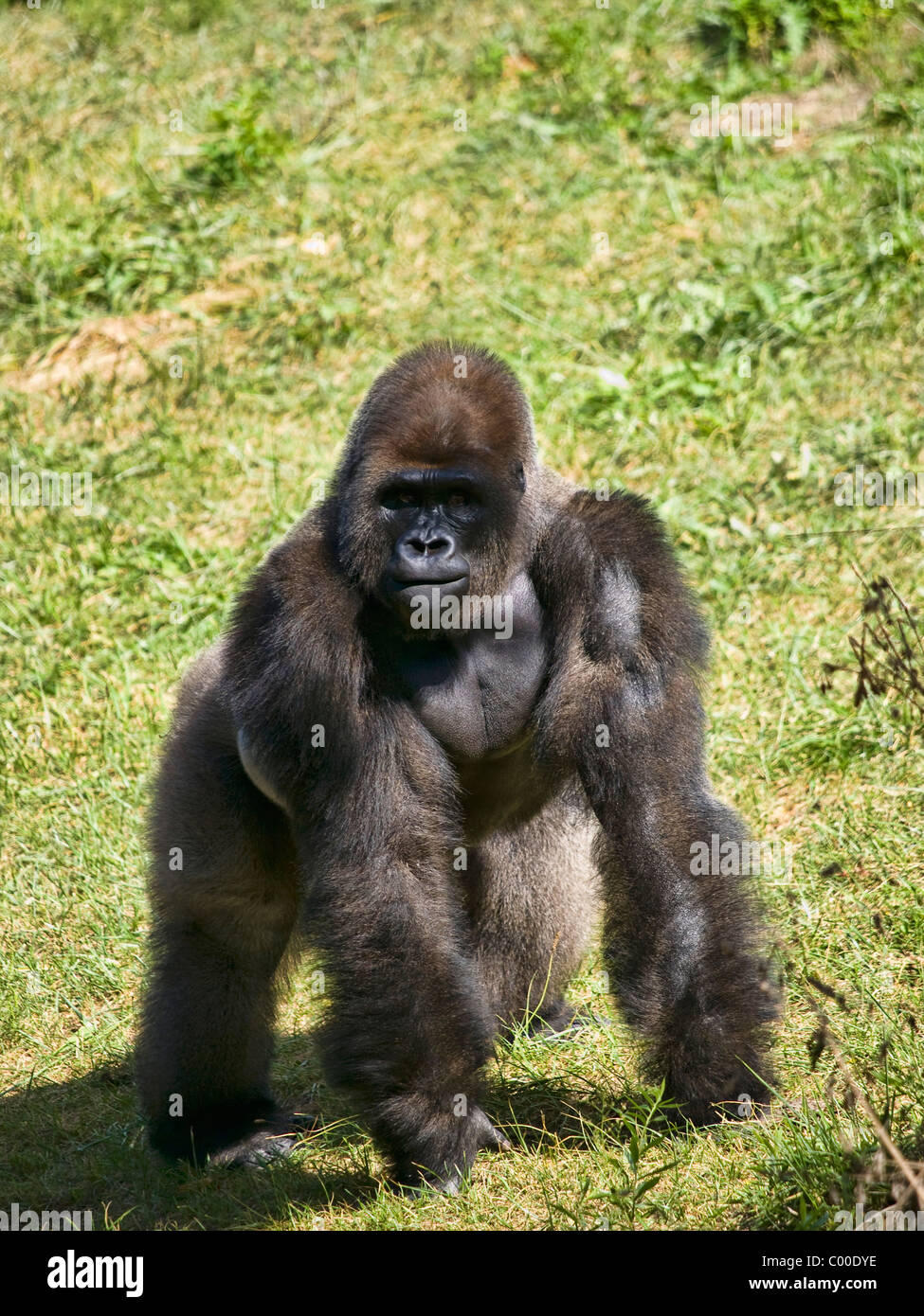 Gorilla stehen auf allen Vieren und mit Blick auf die Kamera Stockfoto